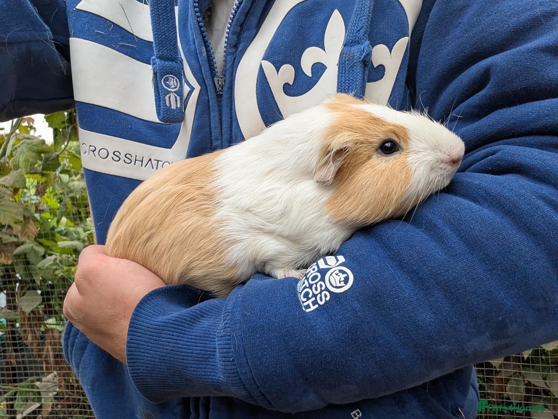 Guinea Pig rodents Young boy guinea pig  - Advert 1