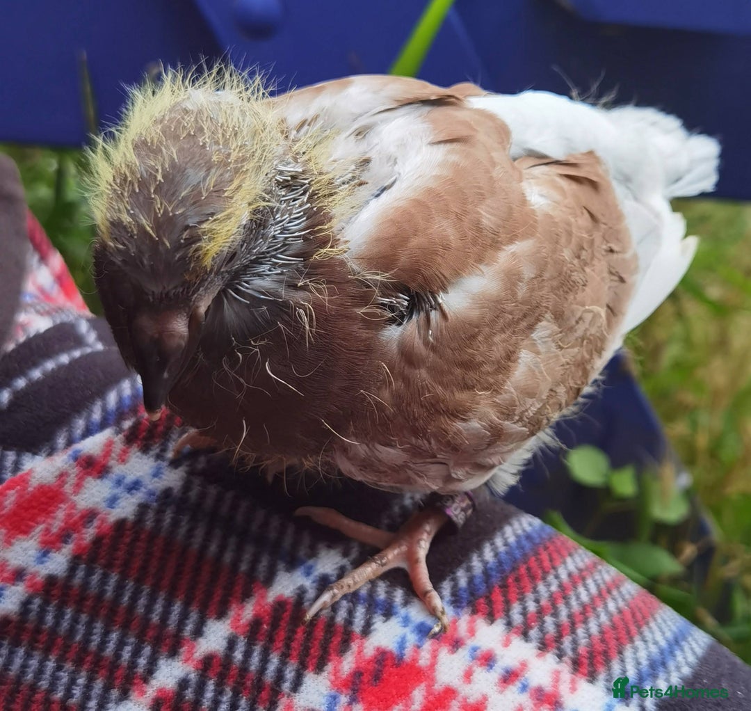 Pigeons birds for sale: Pigeon (Ash Red Check) - [Semi Hand-Raised Baby] - Image 7