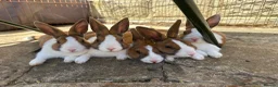 Dutch rabbits for sale: Baby Dutch Bunnies 9 Weeks old  - Advert 4