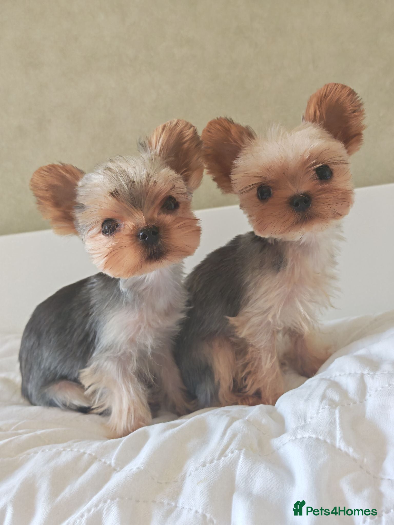 Yorkshire Terrier dogs The last champion bloodline boy waiting for you - Advert 9