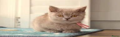 Pink Collar