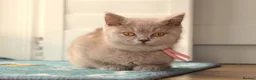 British Shorthair cats for sale: Chunky Teddy Bear ✨ Pure British Shorthair Kittens - Advert 6