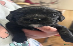 Cockalier dogs for sale: Cocker spaniel x Cavalier King Charles ( Cockalier - Advert 7