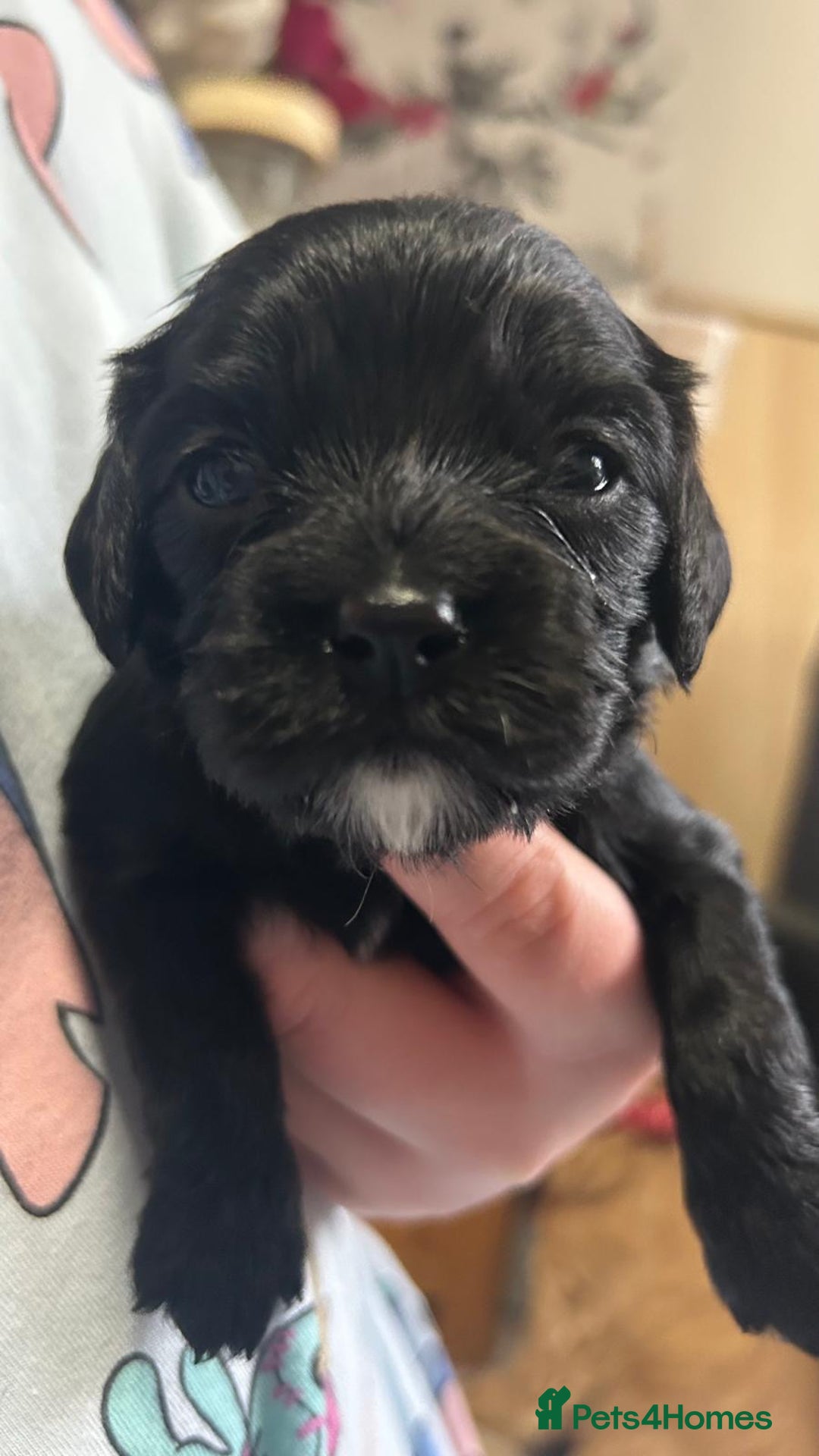 Cockalier dogs for sale: Cocker spaniel x Cavalier King Charles ( Cockalier - Advert 7