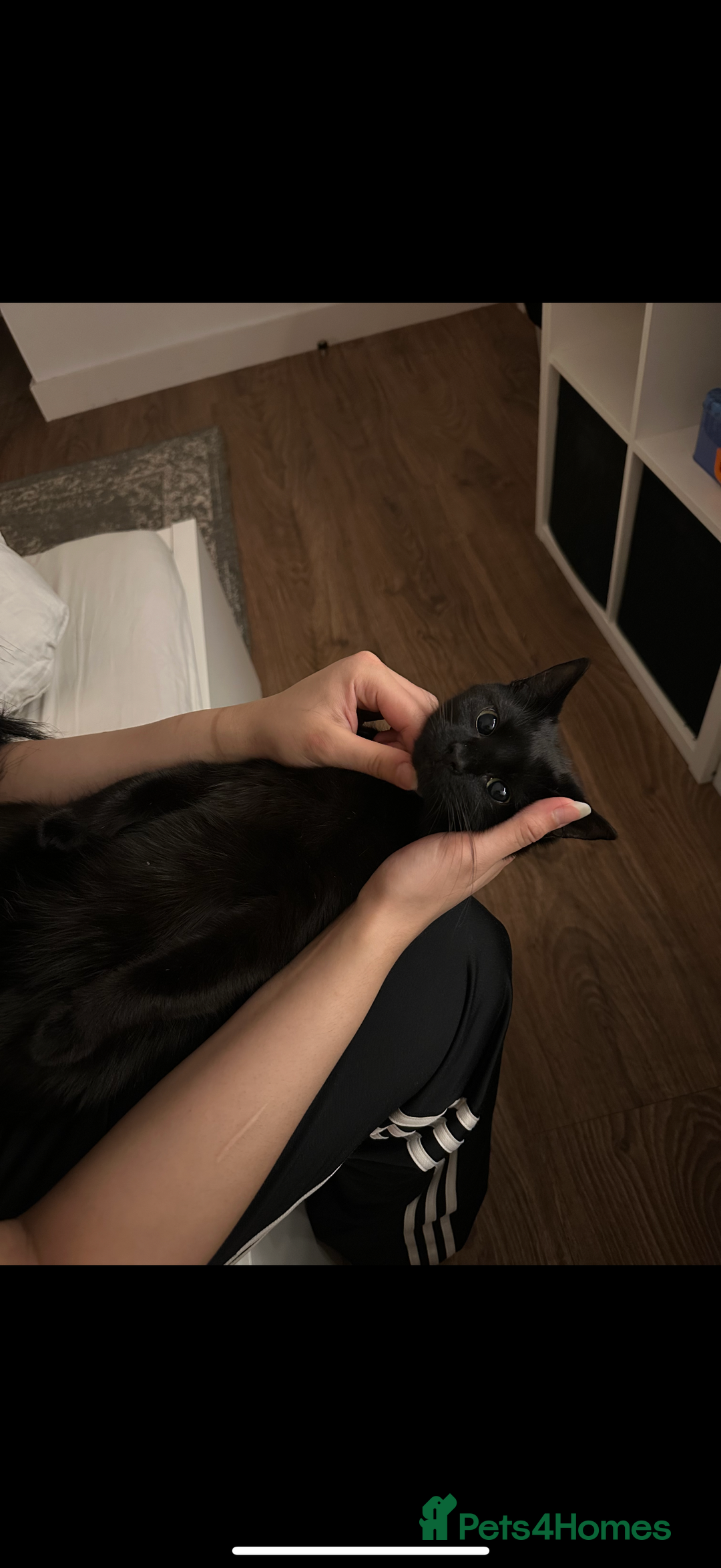 Bombay cats for sale: Beautiful black Bombay siblings  - Image 4