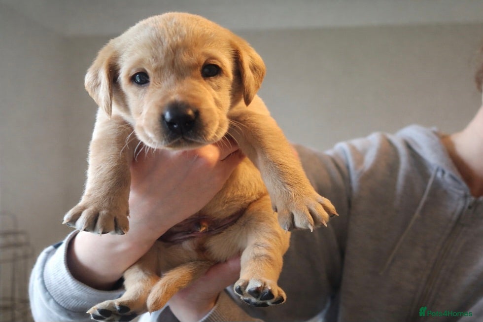 Labrador Retriever dogs Beautiful fox red and yellow labrador puppies  - Advert 1