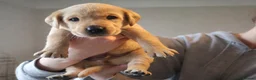 Labrador Retriever dogs for sale: Beautiful yellow labrador puppies  - Advert 5