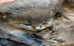 British Shorthair cats for sale: British Shorthair and Ragdoll mix - Image 4