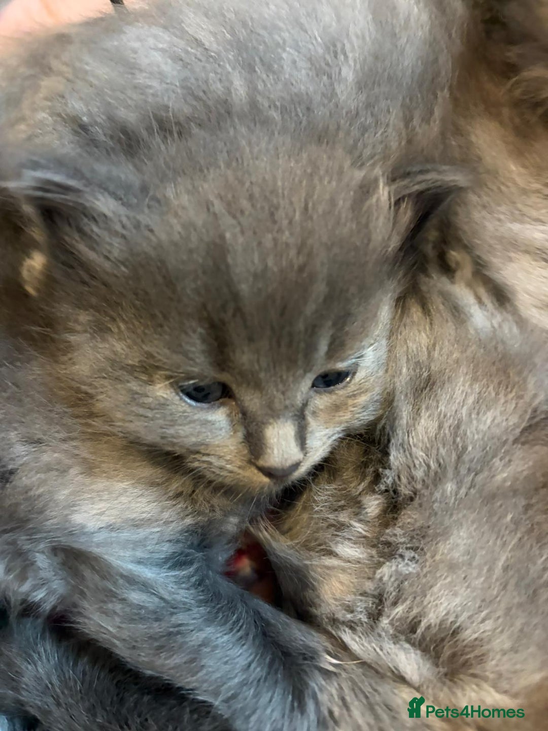 British Shorthair cats for sale: British Shorthair and Ragdoll mix - Image 4