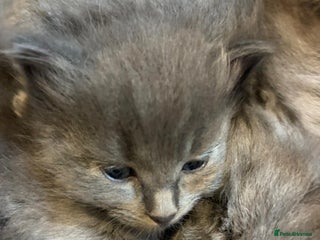 British Shorthair cats - Advert 3