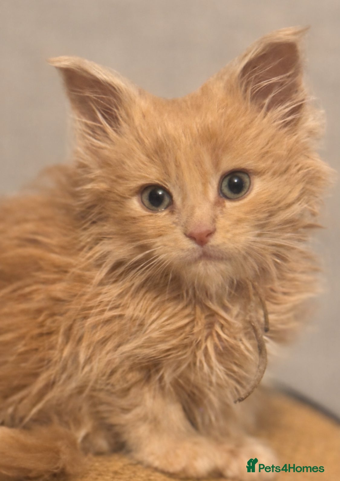 Maine Coon cats  TICA Registered Maine Coon Kittens- ready now  - Advert 12