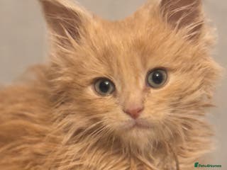 Maine Coon cats TICA Registered Maine Coon Kittens- ready now - Advert 12