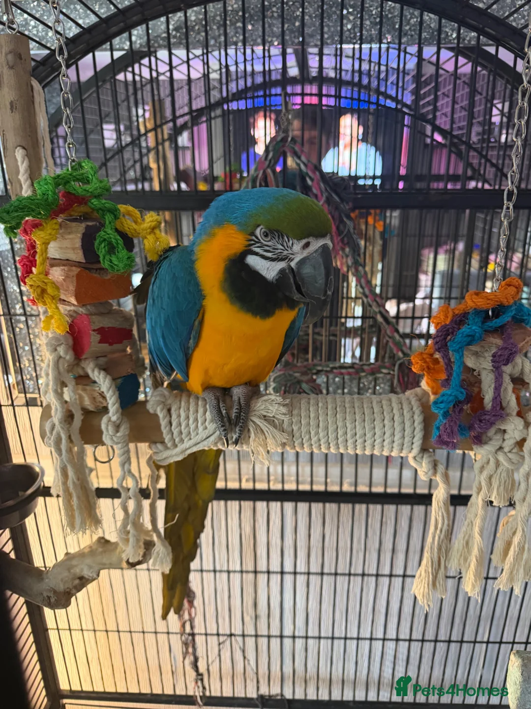 Macaws birds for sale: Blue & gold macaw in Liverpool - Advert 1