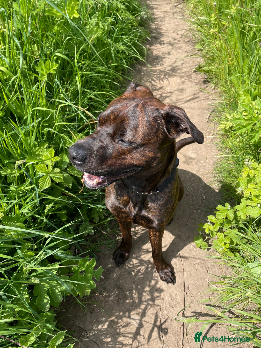 Mixed Breed dogs for sale: 4 year old male staffy mastiff cross - Advert 14