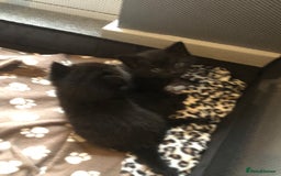 British Shorthair cats for sale: STUNNING AND LOVING BSH x DSH KITTENS - Image 29
