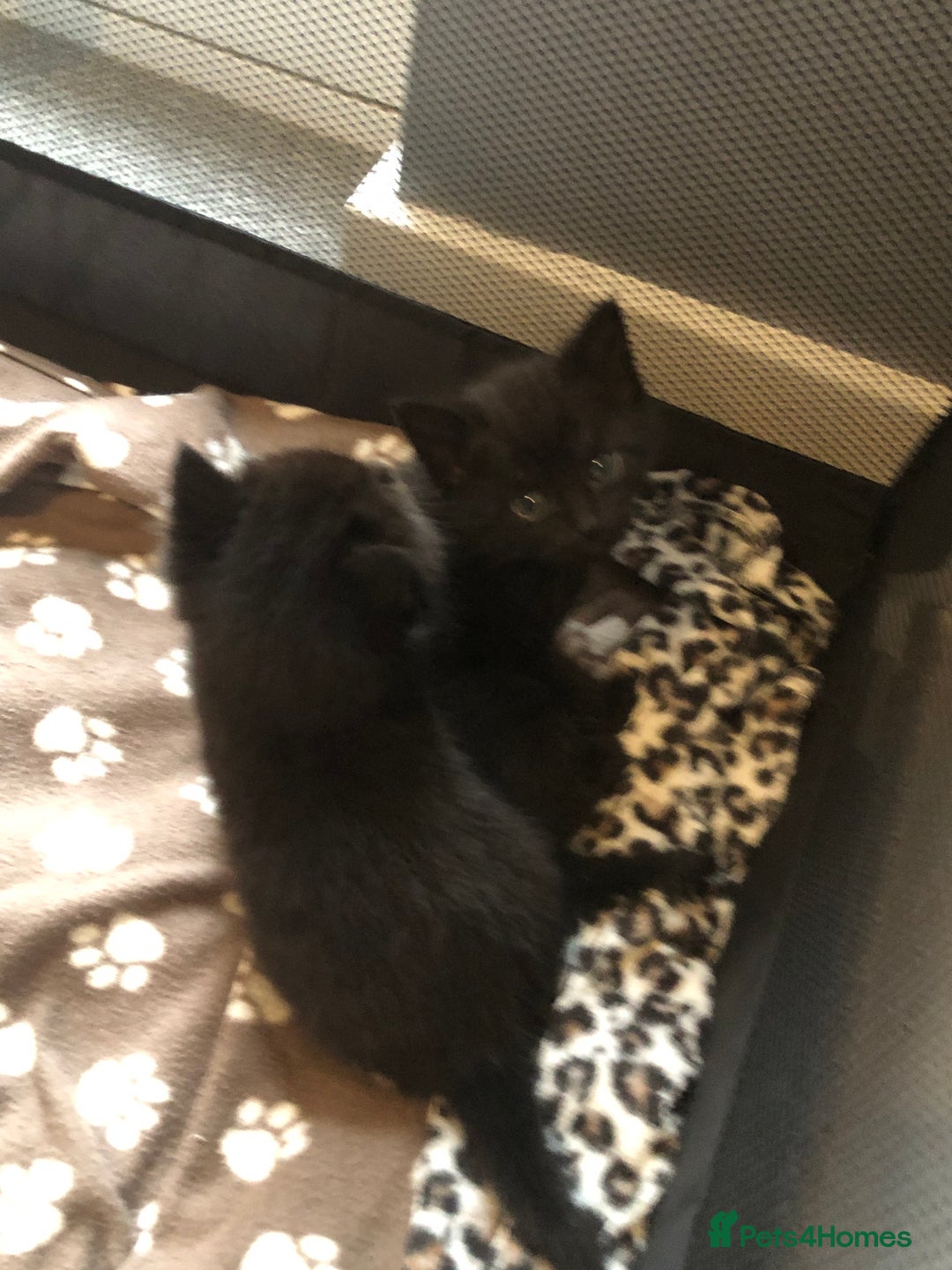 British Shorthair cats for sale: STUNNING AND LOVING BSH x DSH KITTENS - Image 29