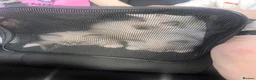 Ragdoll cats for sale: Stunning Ragdoll kittens - READY TO LEAVE NOW!! - Advert 20