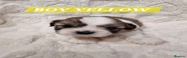 Shih Tzu 1