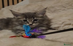 Maine Coon cats for sale: GCCF Registered Pedigree Maine Coon Kittens - Image 13