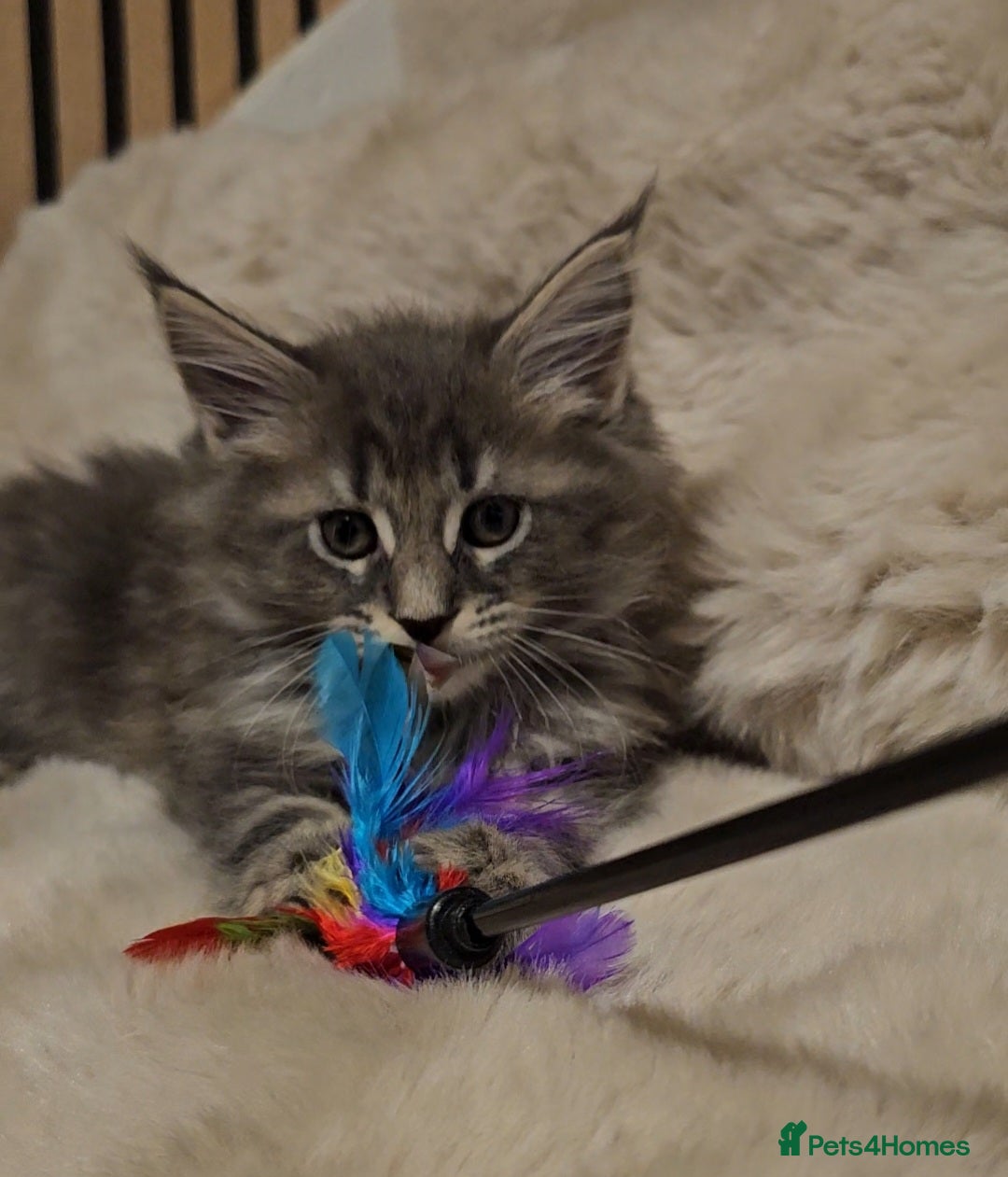Maine Coon cats for sale: GCCF Registered Pedigree Maine Coon Kittens - Image 13