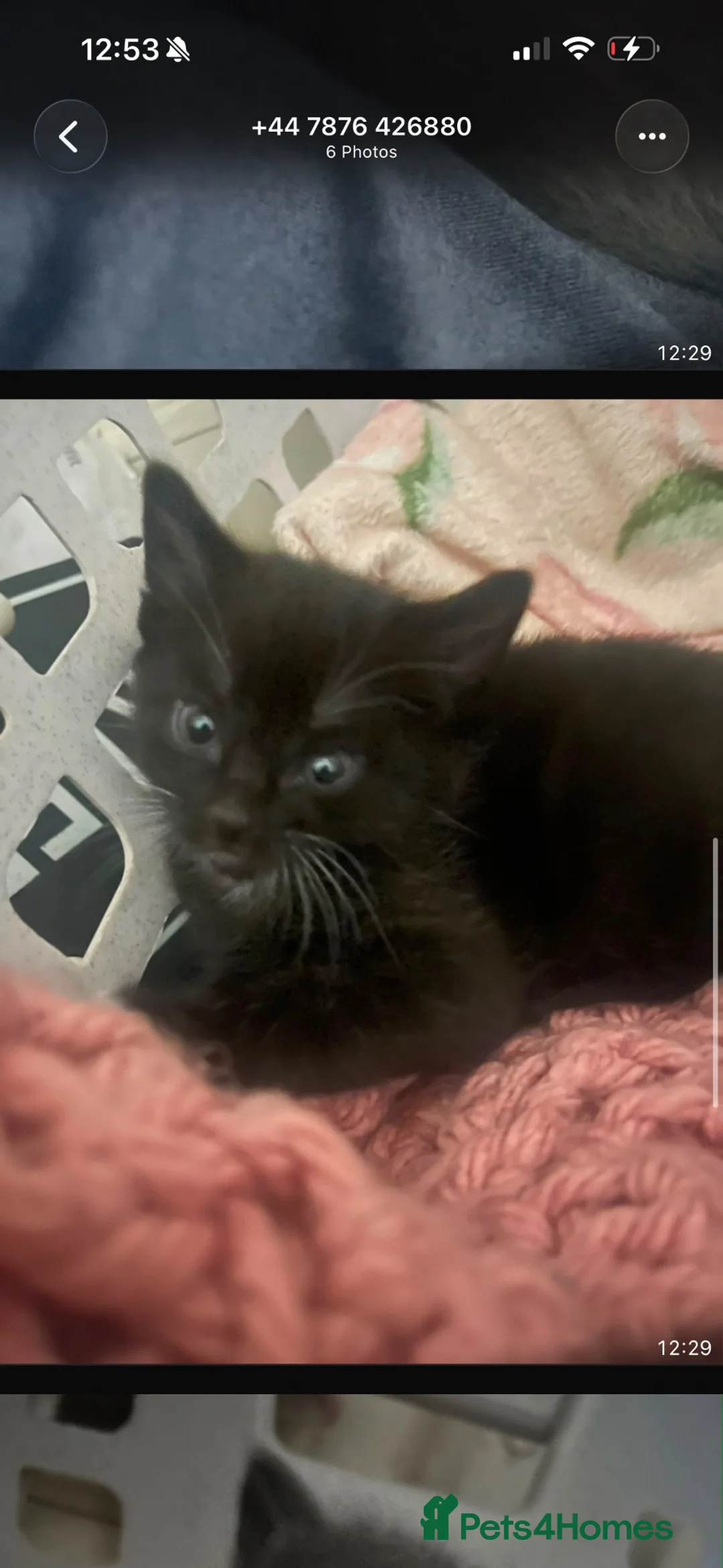 Mixed Breed cats for sale: Black and white and grey and white kitten  - Advert 2