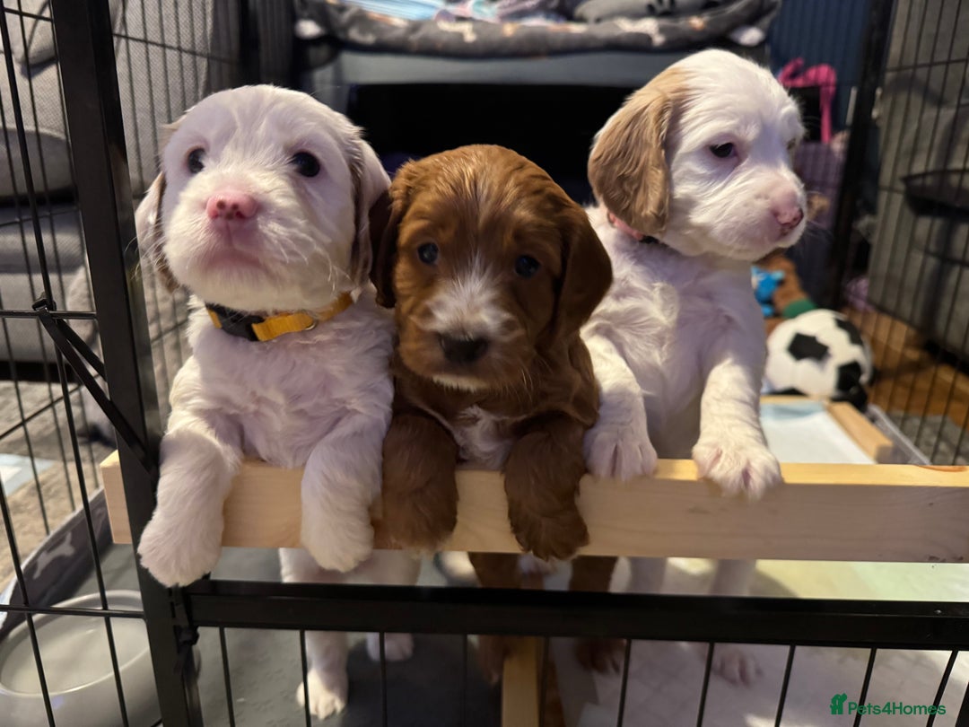 Cockapoo dogs for sale: Two gorgeous F2b Cockapoo girls left  - Advert 10
