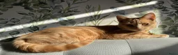 Mixed Breed cats for sale: Ginger cat for sale - Advert 15