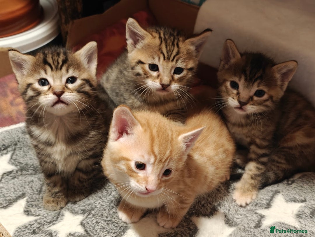 Brazilian Shorthair cats for sale: Mixed bred kittens - Advert 3