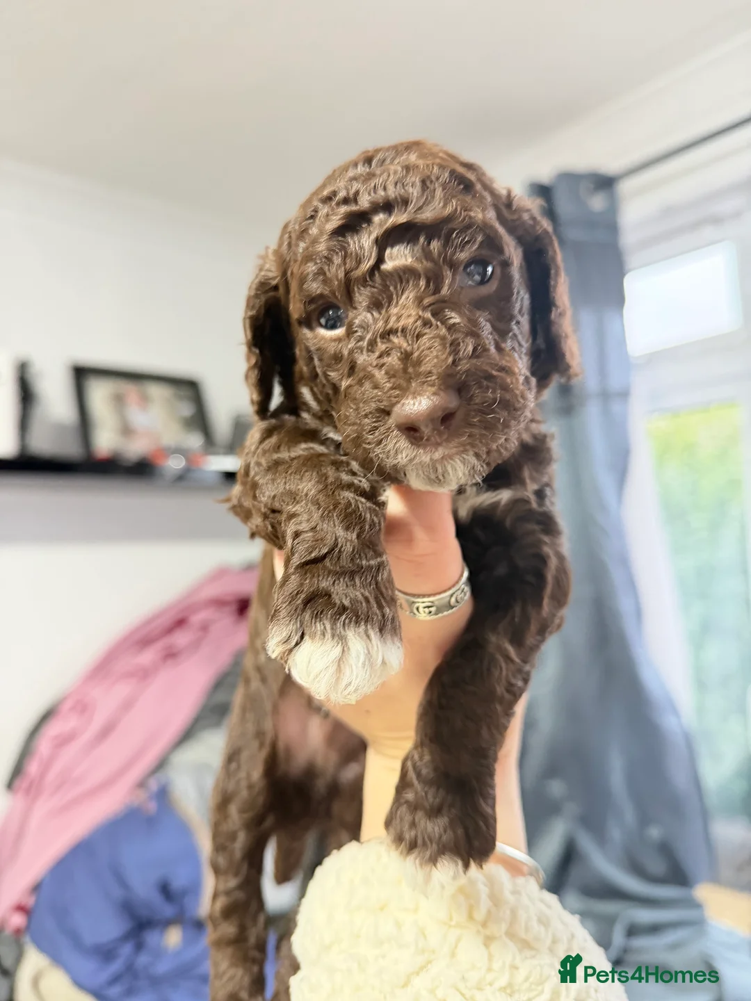 Cockapoo dogs for sale: Cokerpoos family bred beautiful coulors  - Advert 3