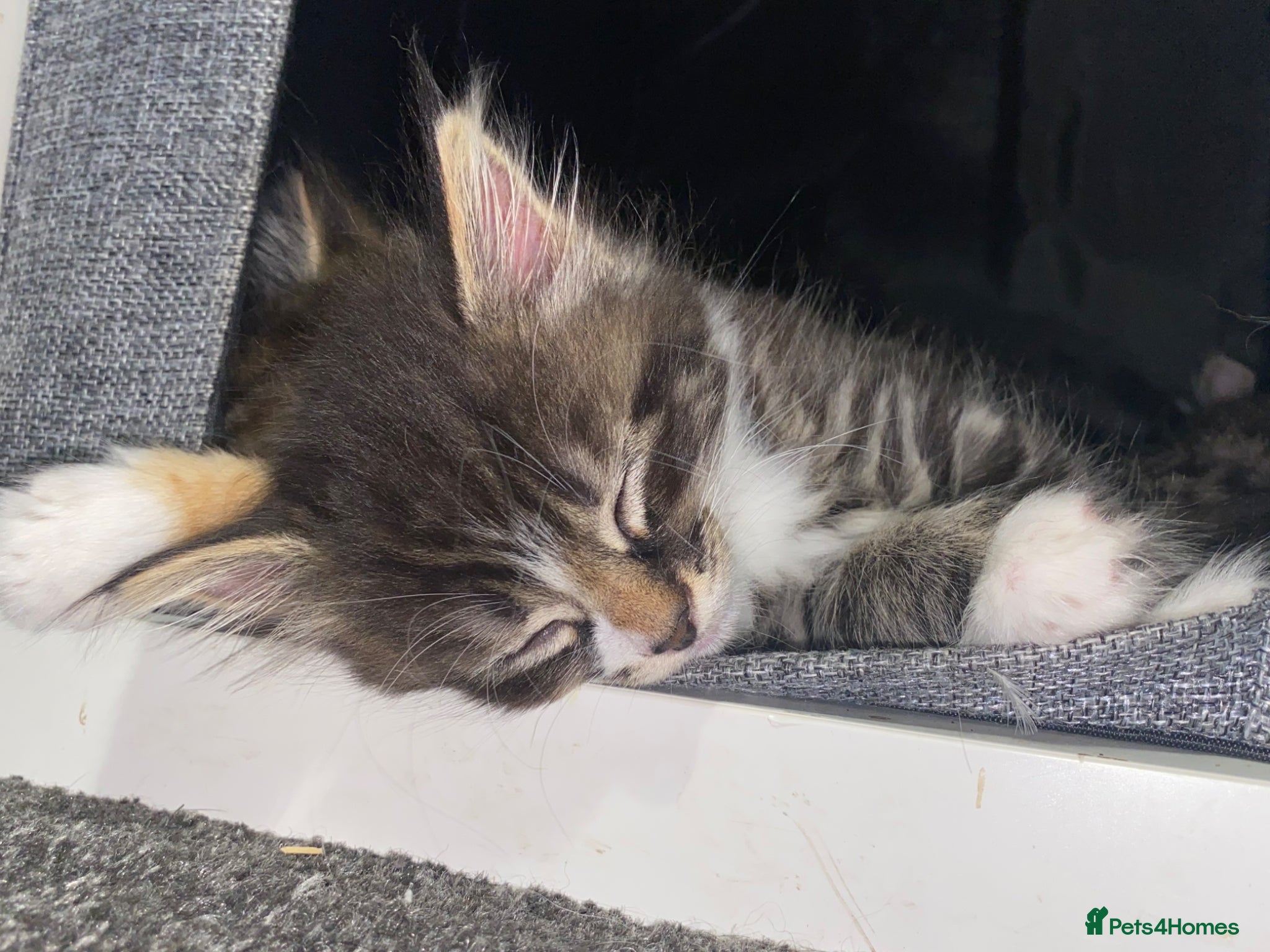 Mixed Breed cats Ready now longhaired tabby ginger kitten male - Advert 17