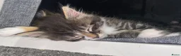 Mixed Breed cats for sale: Ready now longhaired tabby ginger kitten male - Advert 6