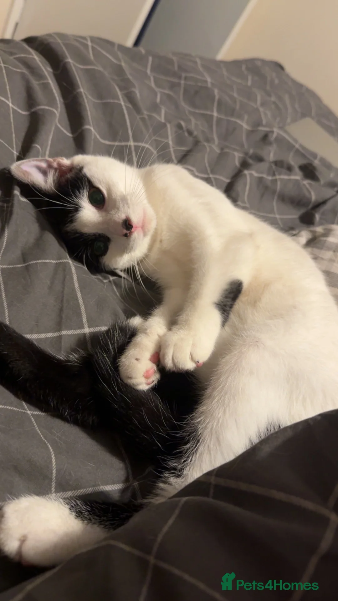 Mixed Breed cats for sale: Snoopy looking for loving home - Advert 2