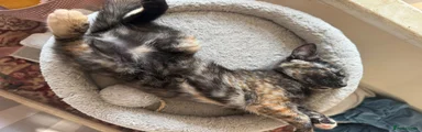 Tortie - Teddy