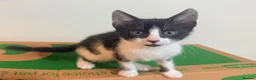 Mixed Breed cats for sale: 5 Kittens Available❤️ - Advert 10