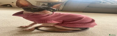 Sphynx 2 (Tilly)