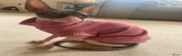 Sphynx cats for sale: Sphynx Cats  - Advert 6