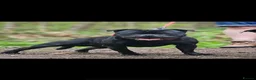 Staffordshire Bull Terrier dogs for sale: Kc registered Staffordshire bull terrier puppy - Advert 2