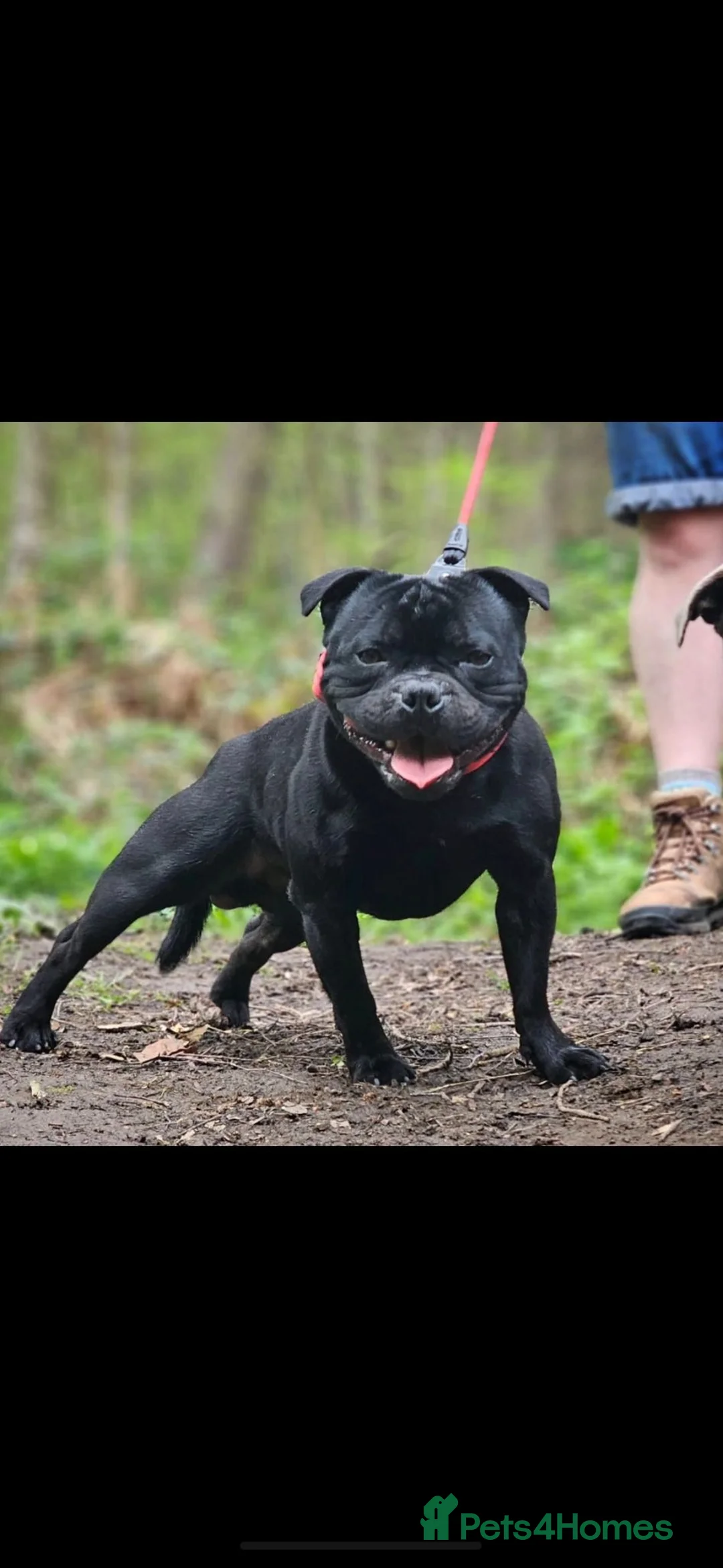 Staffordshire Bull Terrier dogs for sale: Kc registered Staffordshire bull terrier puppy - Advert 2