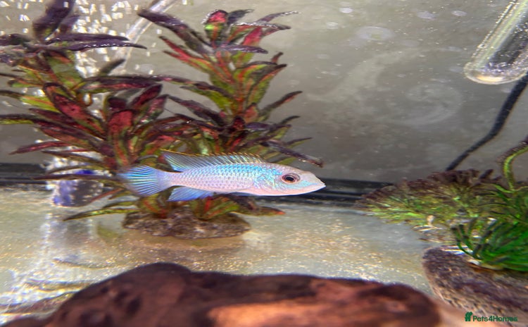 Other/Mixed Breed fish - Advert 3