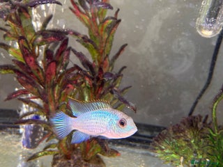 Other/Mixed Breed fish - Advert 41