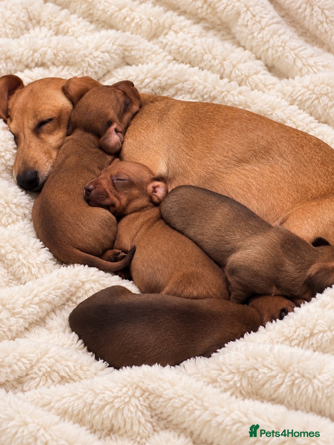 Miniature Dachshund dogs 🤍exceptional KC PRA clear miniature dachshunds   - Advert 1