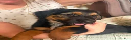 Mixed Breed dogs for sale: German Shepherd x Springer Spaniel puppies - Advert 8