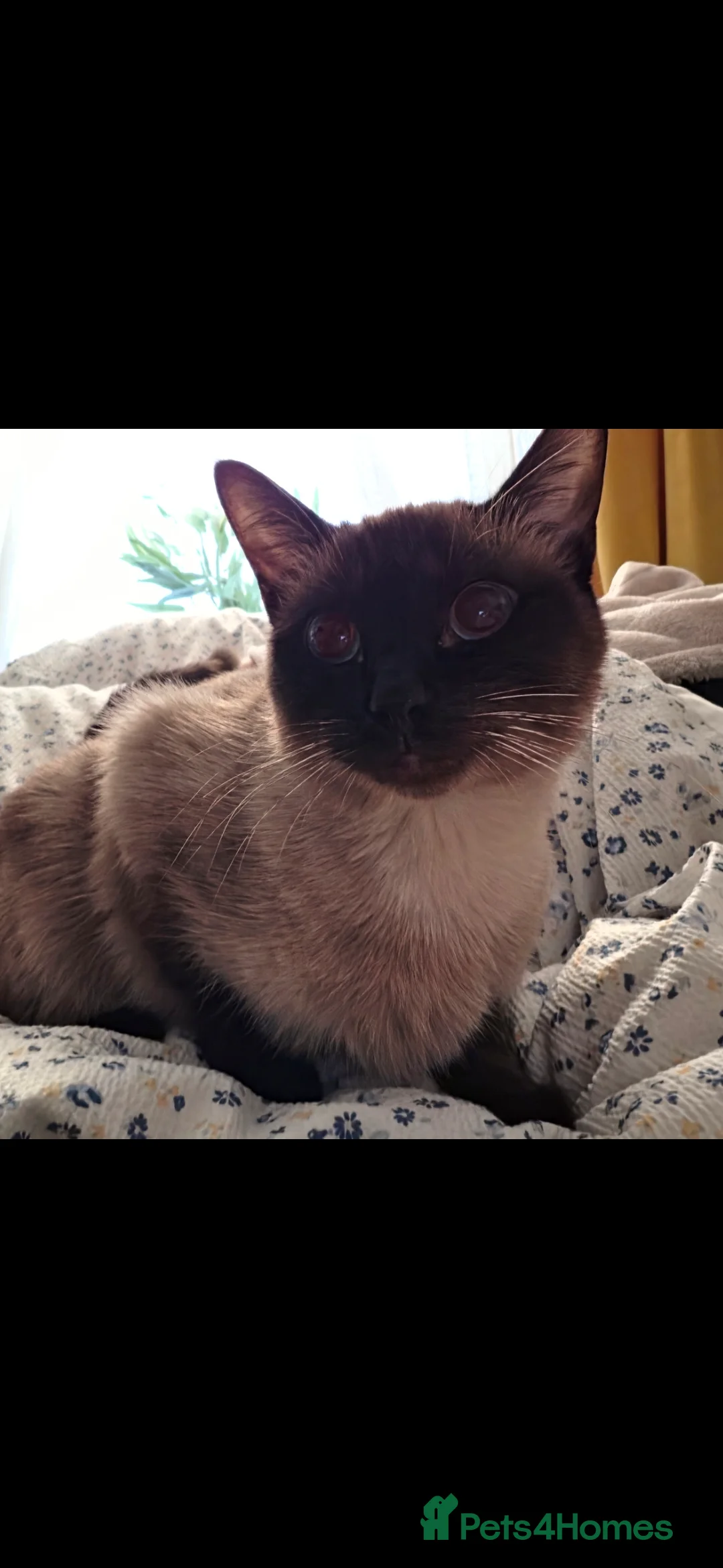 Siamese cats for sale: Lovely kity  in Corby - Advert 2