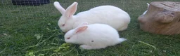 New Zealand rabbits for sale: New Zealand white kits for sale  in Wallington - Advert 7