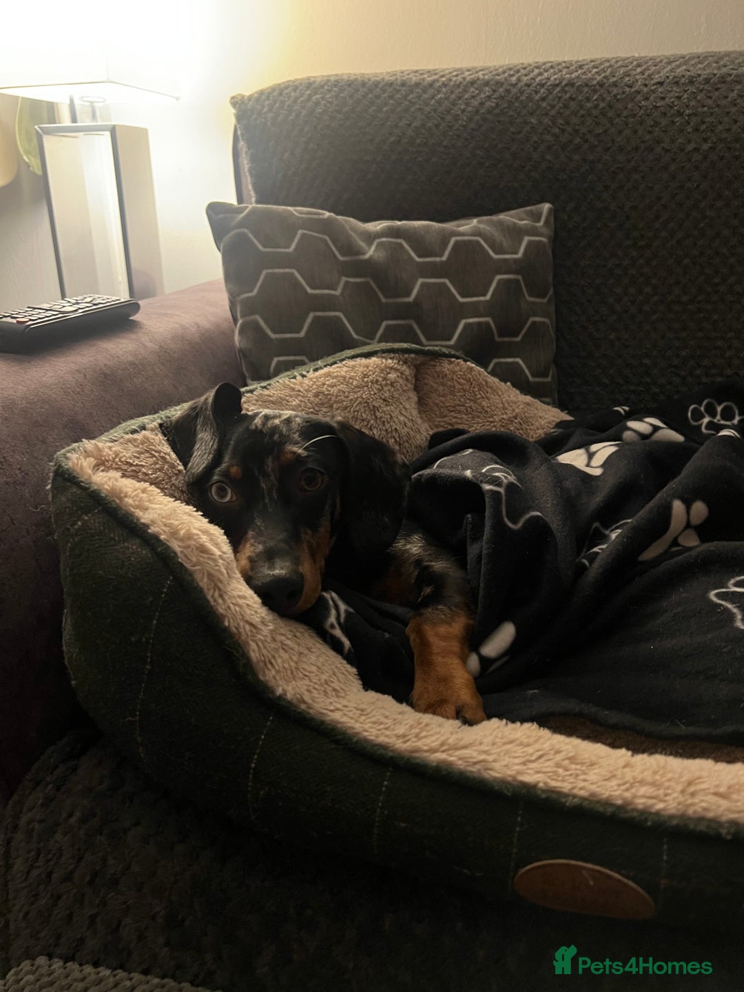 Dachshund dogs for sale: Male dapple dachshund  - Advert 3