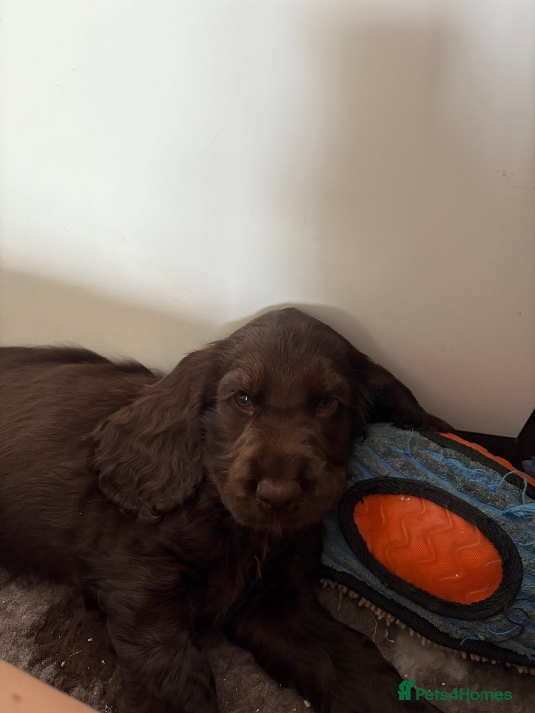 Cocker Spaniel dogs for sale: Ready to go last chocolate show cocker spaniel - Image 9