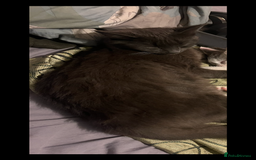 Domestic Shorthair cats for sale: Free Kittens  - Image 3