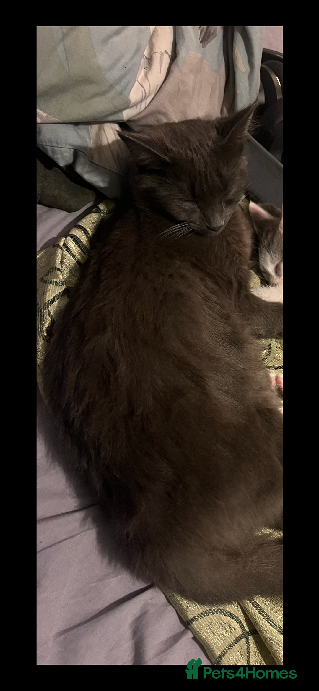 Domestic Shorthair cats for sale: Free Kittens  - Image 3