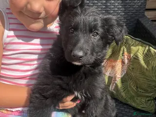 German Shepherd dogs Top Quality German Shephard one girl left - Advert 3