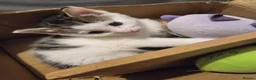 Domestic Shorthair cats for sale: Three kittens looking for the best homes in Spalding - Advert 13